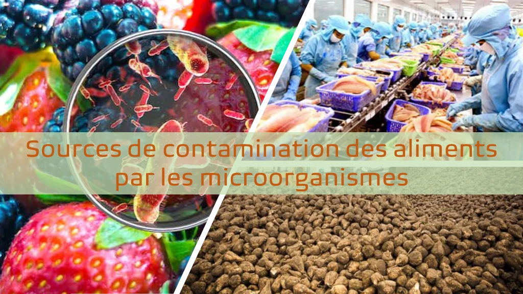 Sources de contamination des aliments par les microorganismes