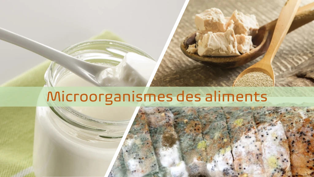 Microorganismes des aliments