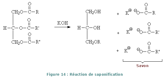 structure simple des lipides