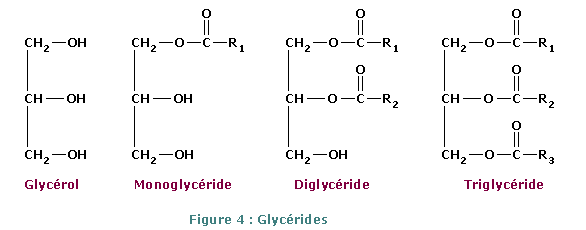 structure simple des lipides