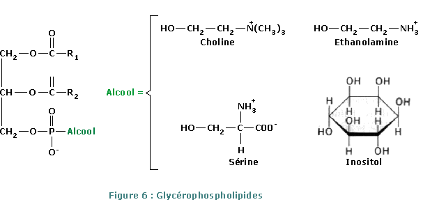 Glycérophospholipides