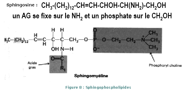 Sphingophospholipides