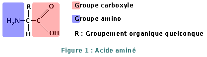 Acide aminé