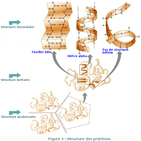 Structure des protéines